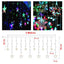 Extensión Luces Led Estrella X3 Metros Luz Navidad Multicolor RF 2092