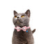 Collar Corbatín Con Cascabel Perros Gatos Correa Mascotas MAS44
